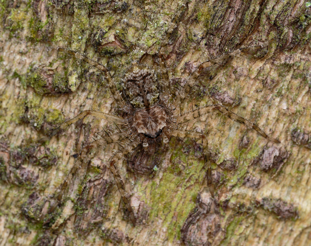 Crescent-eyed Spiders from Gamboa, Colón Province, Panama on February ...