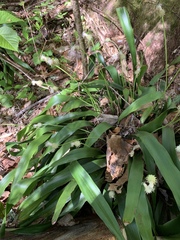 Carex fraseriana