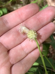 Carex fraseriana