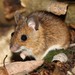 Mice, Rats, and Hamsters - Photo (c) Martin Grimm, some rights reserved (CC BY-NC)
