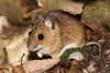 Mice, Rats, and Hamsters - Photo (c) Martin Grimm, some rights reserved (CC BY-NC), uploaded by Martin Grimm