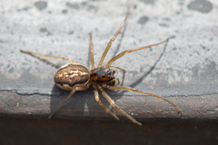 Pachygnatha clercki