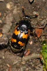 Nicrophorus vespillo