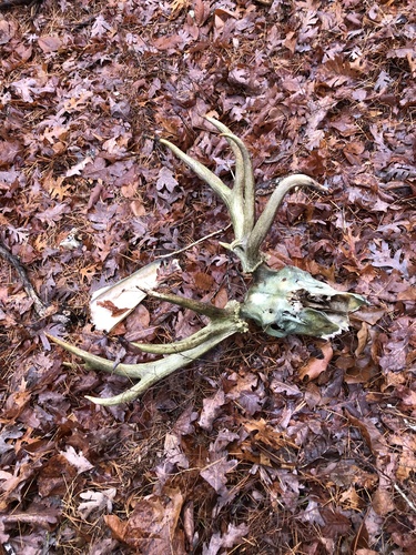 Elk photographed in Missouri