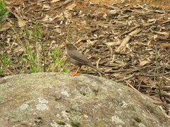 Turdus fuscater