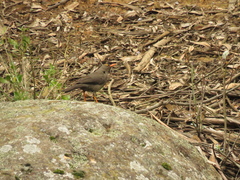 Turdus fuscater