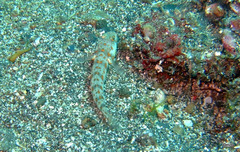 Valenciennea puellaris