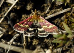 Pyrausta ostrinalis