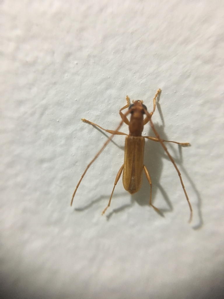 Caribbomerus