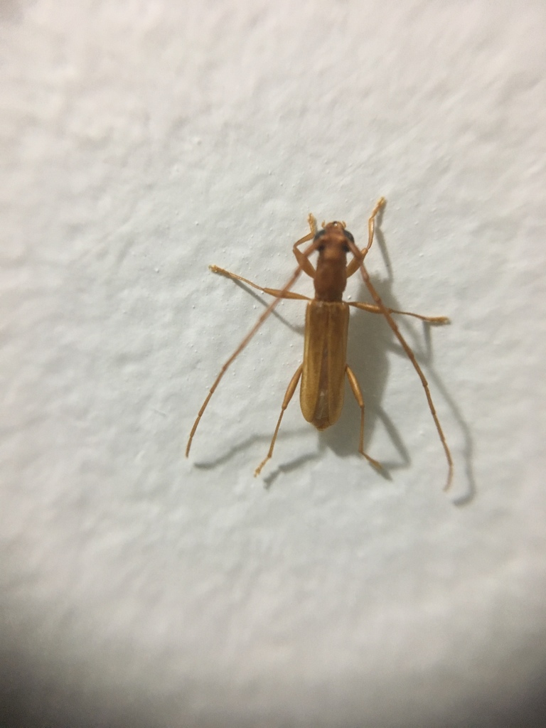 Caribbomerus attenuatus