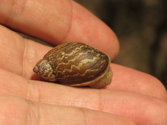 Plekocheilus succineoides