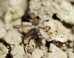 Phyllomorpha laciniata