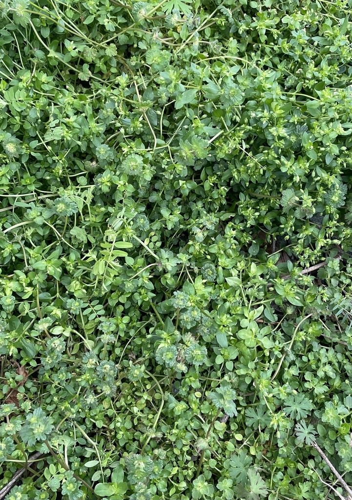 Alligatorweed From Cricket Frog Trail, Covington, Ga, Us On March 6 