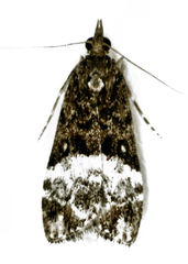 Scoparia minusculalis