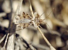 Phyllomorpha laciniata