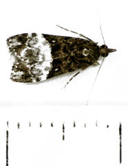 Scoparia minusculalis