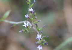 Plumbago pulchella