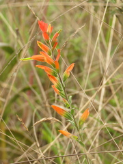 Castilleja integrifolia