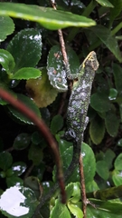 Anolis heterodermus