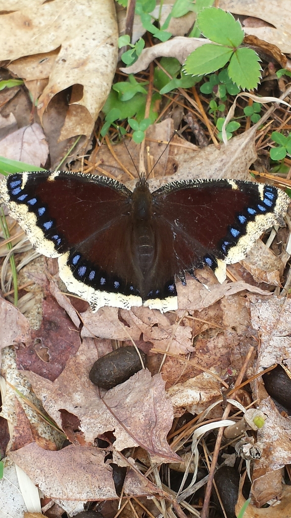 Camberwell Beauty