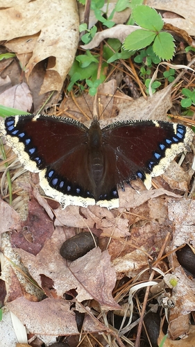 Camberwell Beauty