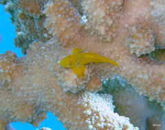 Gobiodon citrinus