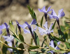 Vinca herbacea