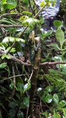 Anolis heterodermus