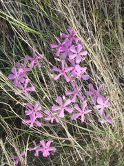 Phlox longifolia