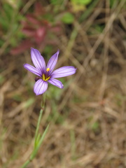 Sisyrinchium chilense