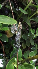 Anolis heterodermus
