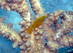 Gobiodon citrinus