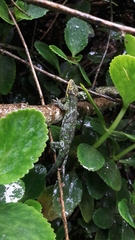 Anolis heterodermus