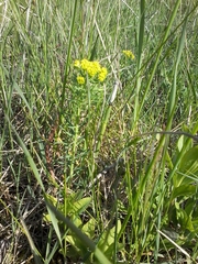 Euphorbia cyparissias