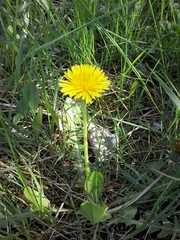 Taraxacum officinale