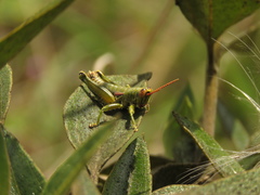 Agesander ruficornis