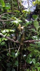 Anolis heterodermus