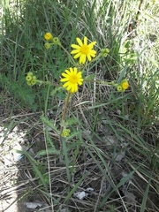 Senecio vernalis
