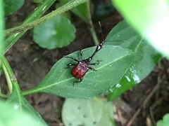 Paratrachelophorus nodicornis