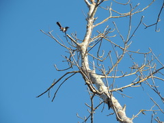 Granatellus venustus