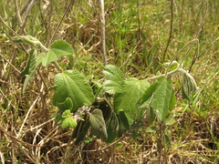 Passiflora bogotensis