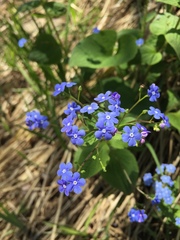 Brunnera macrophylla