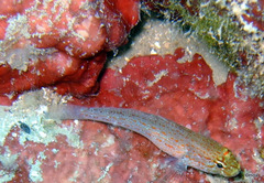 Gobius xanthocephalus