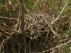 Synallaxis subpudica