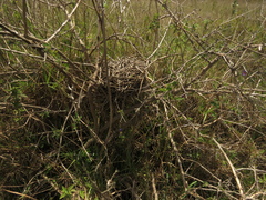 Synallaxis subpudica