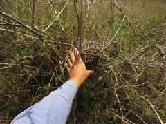 Synallaxis subpudica