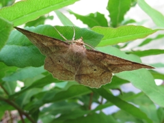 Euchlaena marginaria