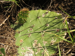 Opuntia