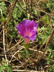 Ipomoea pubescens