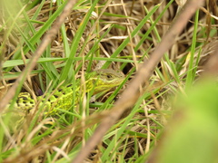 Stenocercus trachycephalus